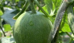 娱乐吃瓜封面如何做的,如何抓住眼球，吸引粉丝