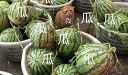 娱乐性的瓜怎么吃